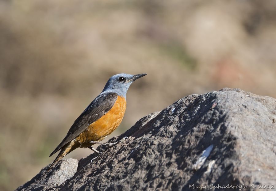 Common Rock Thrush