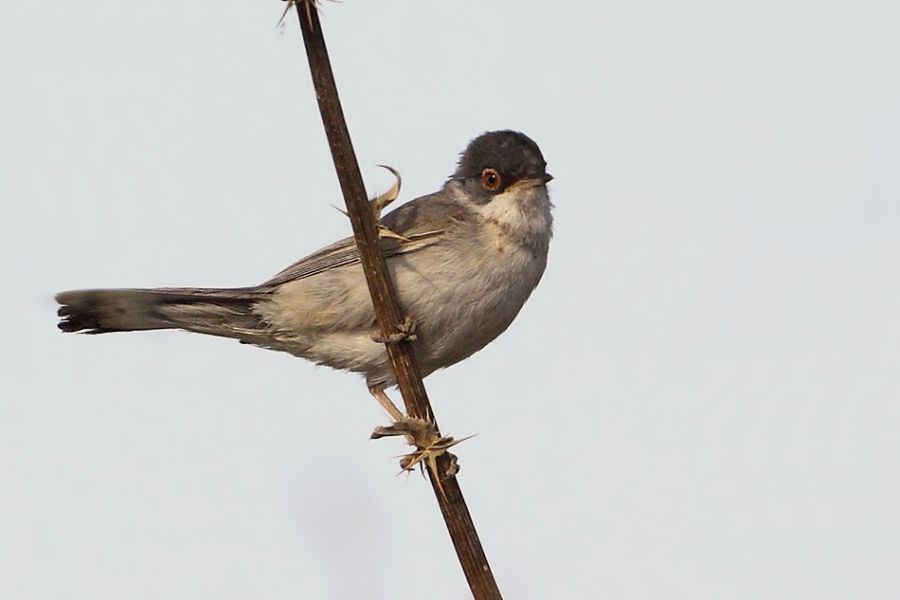 Menetries`s Warbler