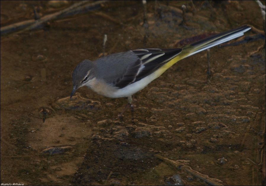 Grey Wagtail