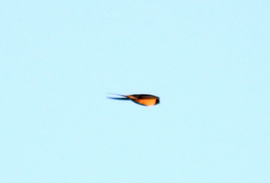 Barn Swallow