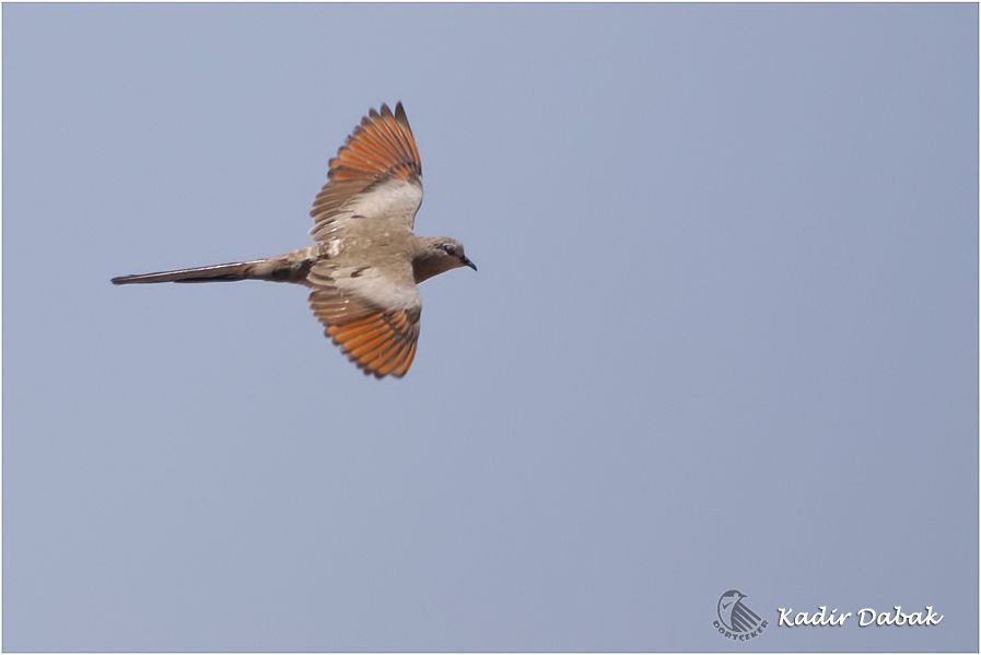Namaqua Dove
