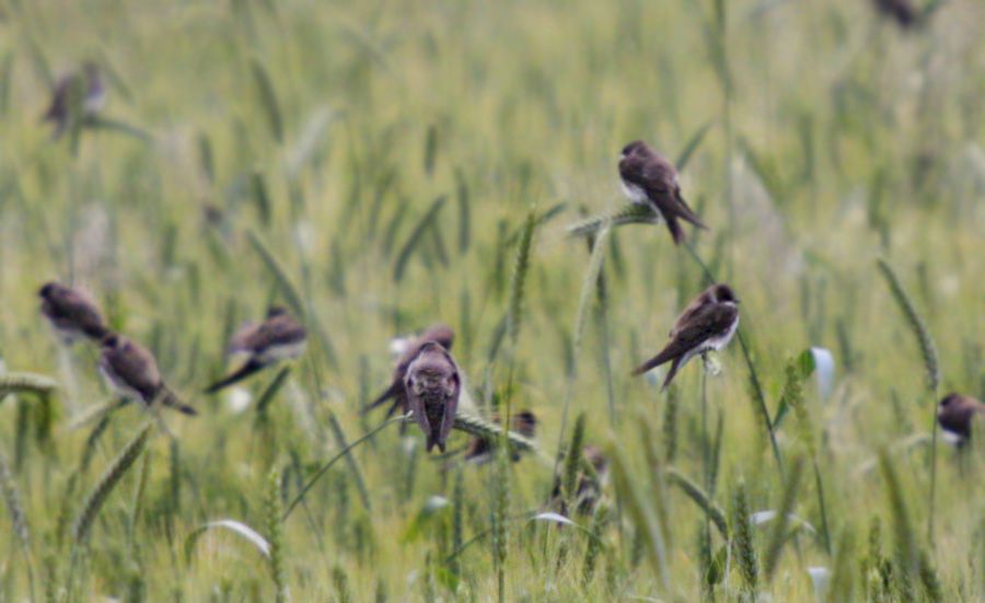 Sand Martin