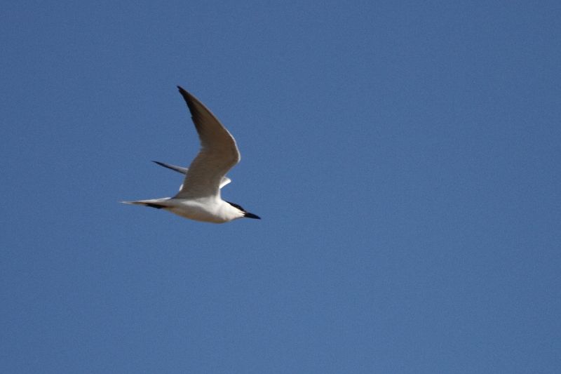 Gull-billed Tern