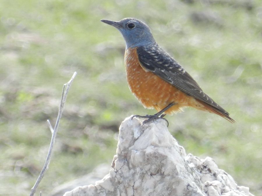 Common Rock Thrush