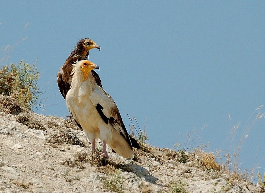 Küçük Akbaba