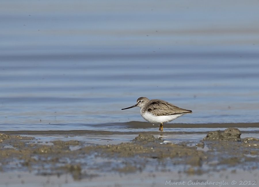 Terek Sandpiper