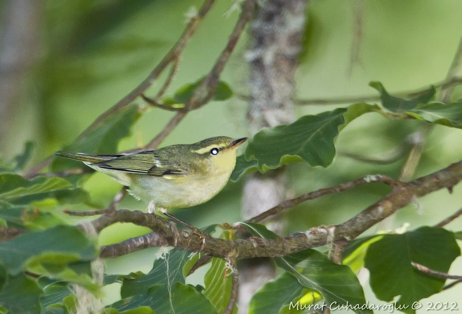 Green Warbler