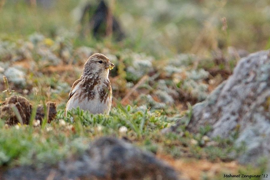 Twite