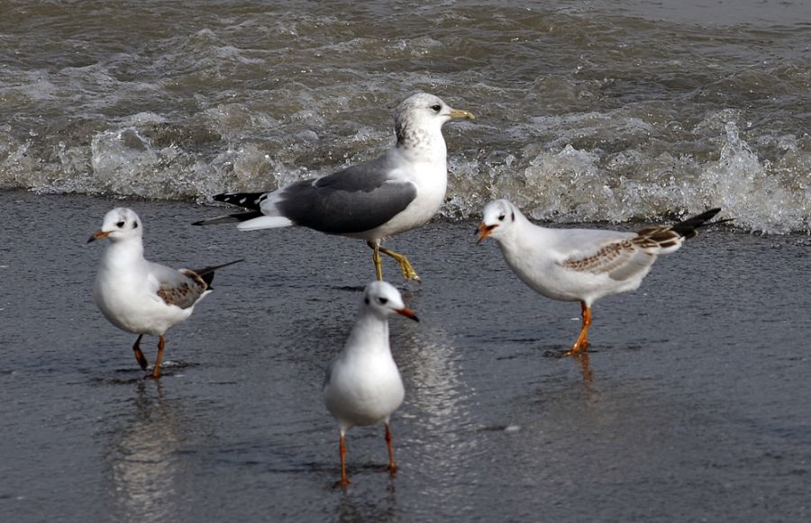Common Gull