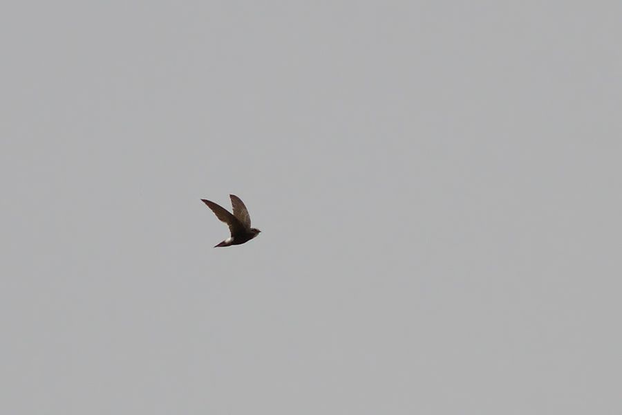 Little Swift