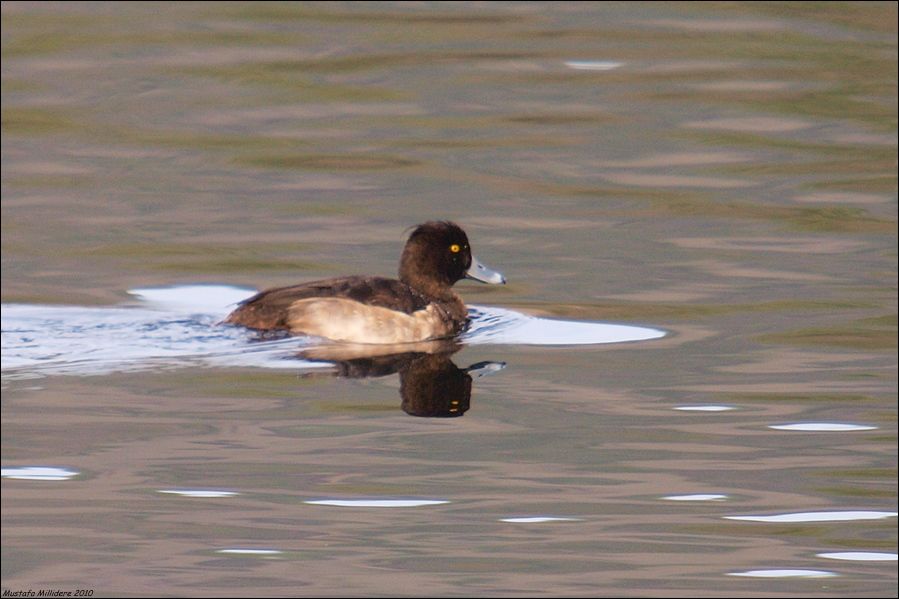 Tepeli Patka