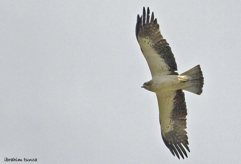 Küçük Kartal