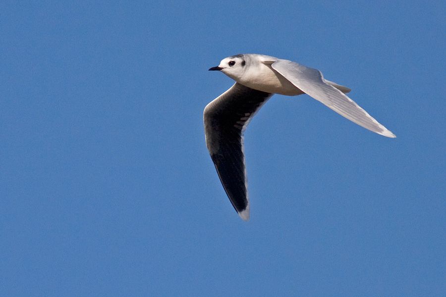 Little Gull