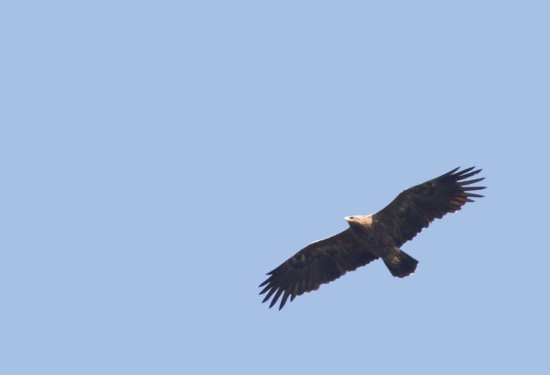 Lesser Spotted Eagle