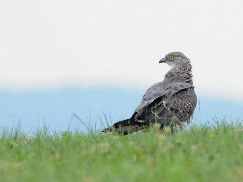 European Honey Buzzard