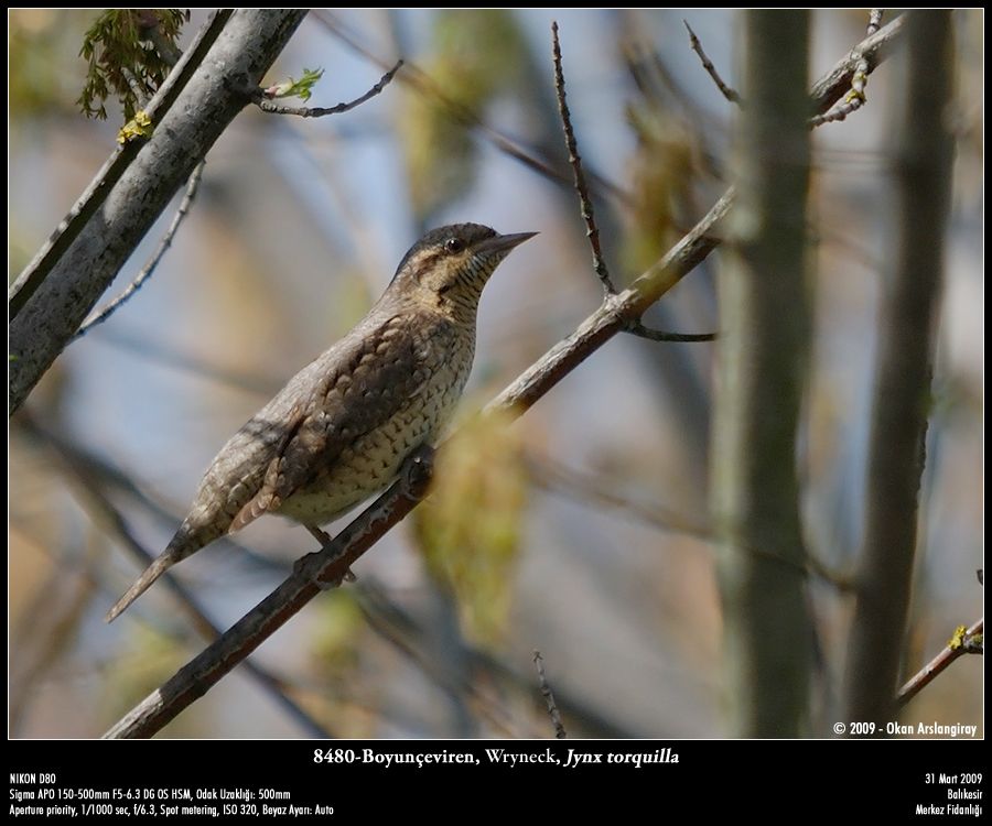 Eurasian Wryneck