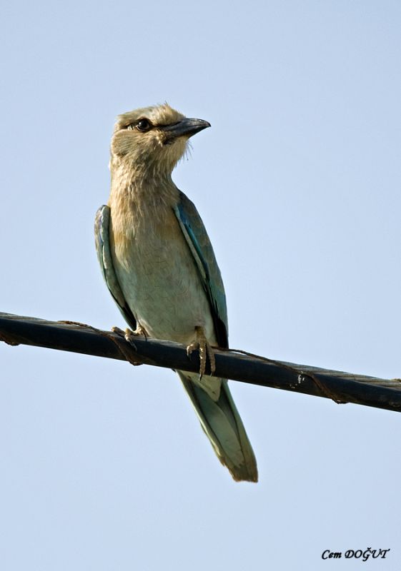 European Roller