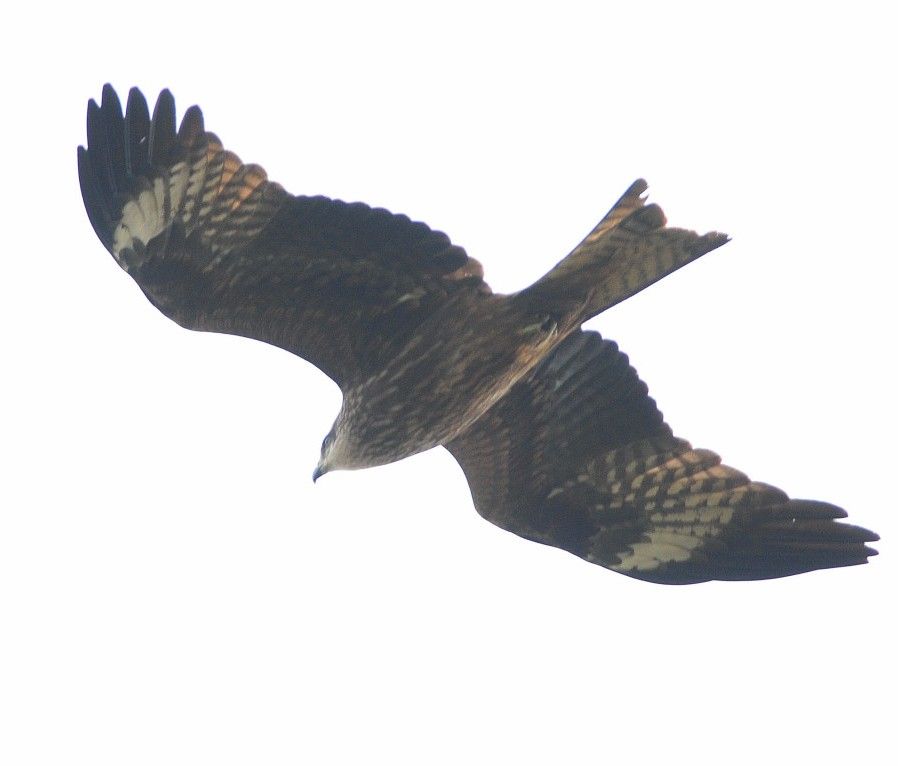Black Kite