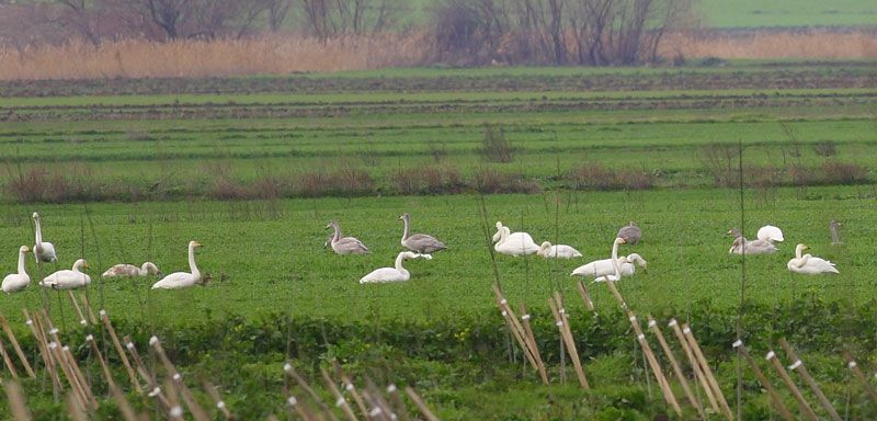 Whooper Swan