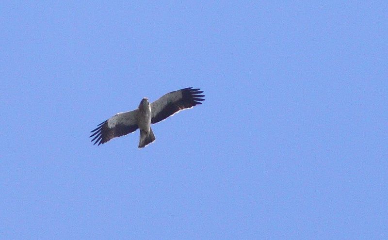 Küçük Kartal