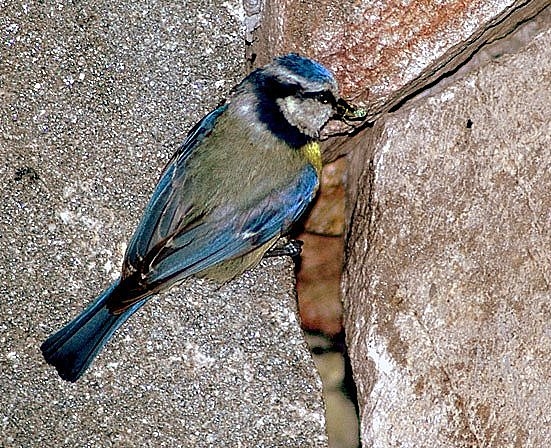 Mavi Baştankara