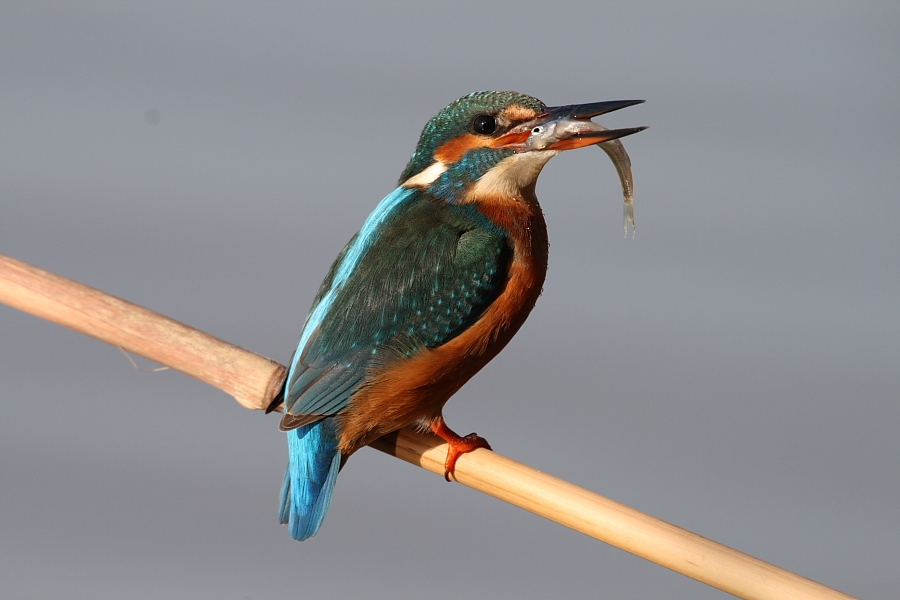 Common Kingfisher