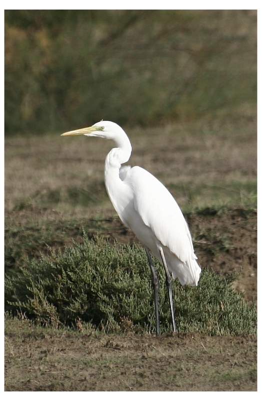 Great Egret