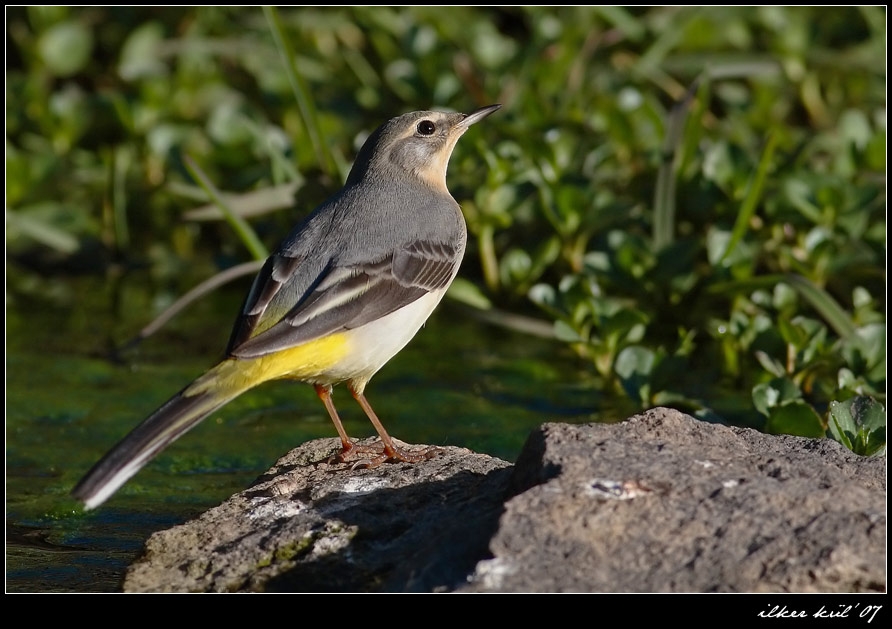 Grey Wagtail