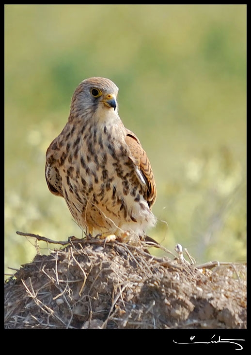 Lesser Kestrel