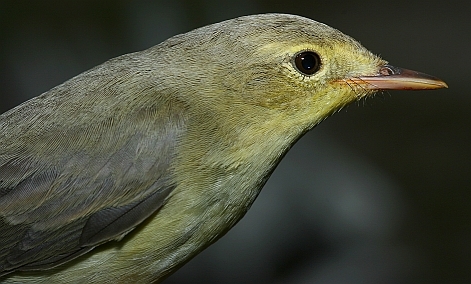 Sarı Mukallit