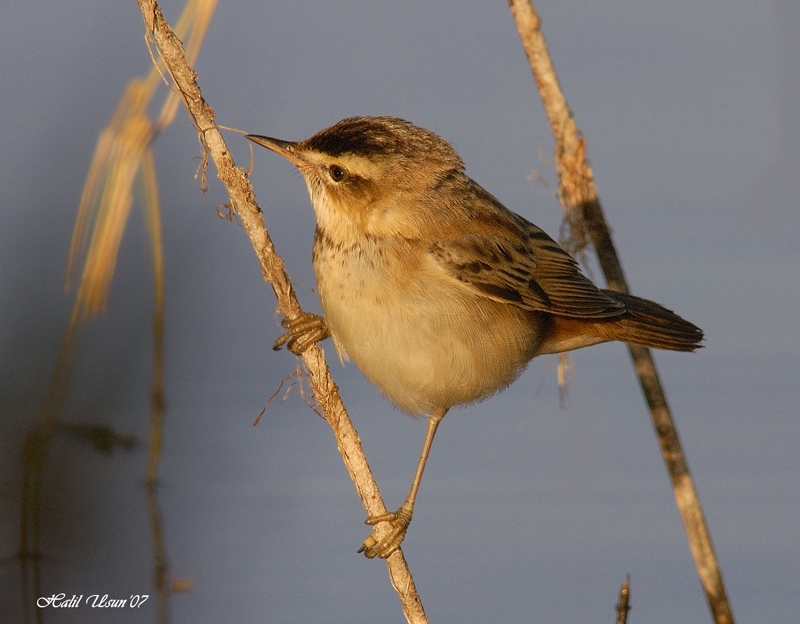 Sedge Warbler