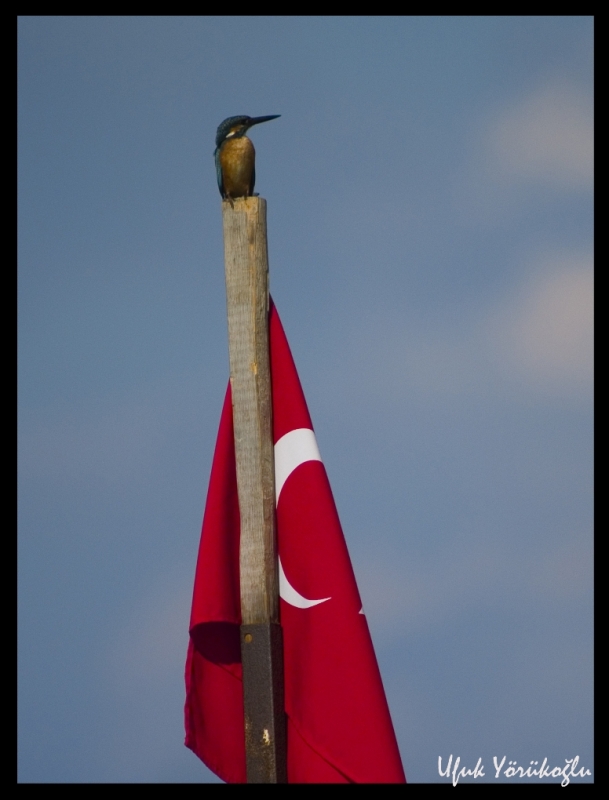 Common Kingfisher