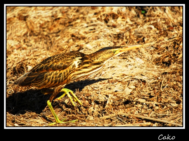 Eurasian Bittern
