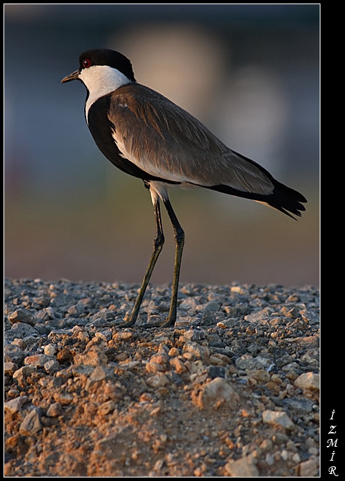 Spur-winged Lapwing