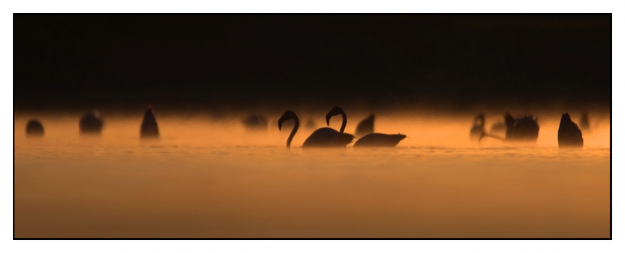 Greater Flamingo
