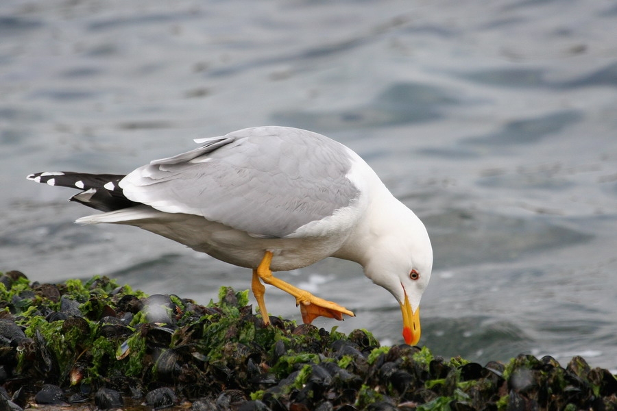 Yellow-legged Gull