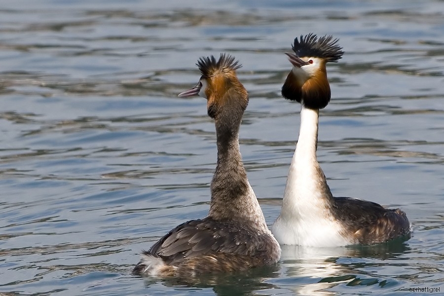 Great Crested Grebe