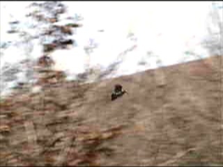 Eurasian Woodcock