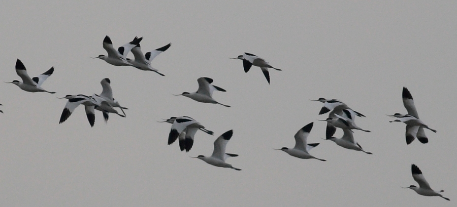 Pied Avocet