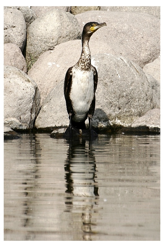 Great Cormorant