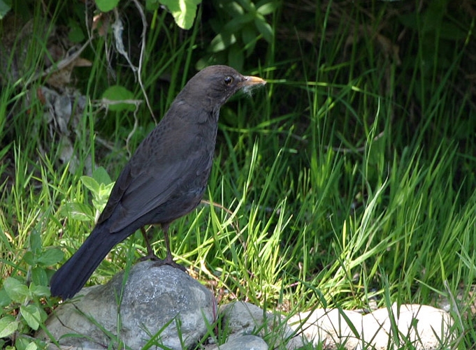 Karatavuk