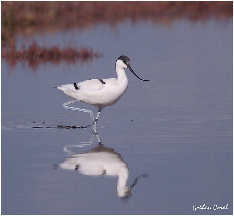 Pied Avocet