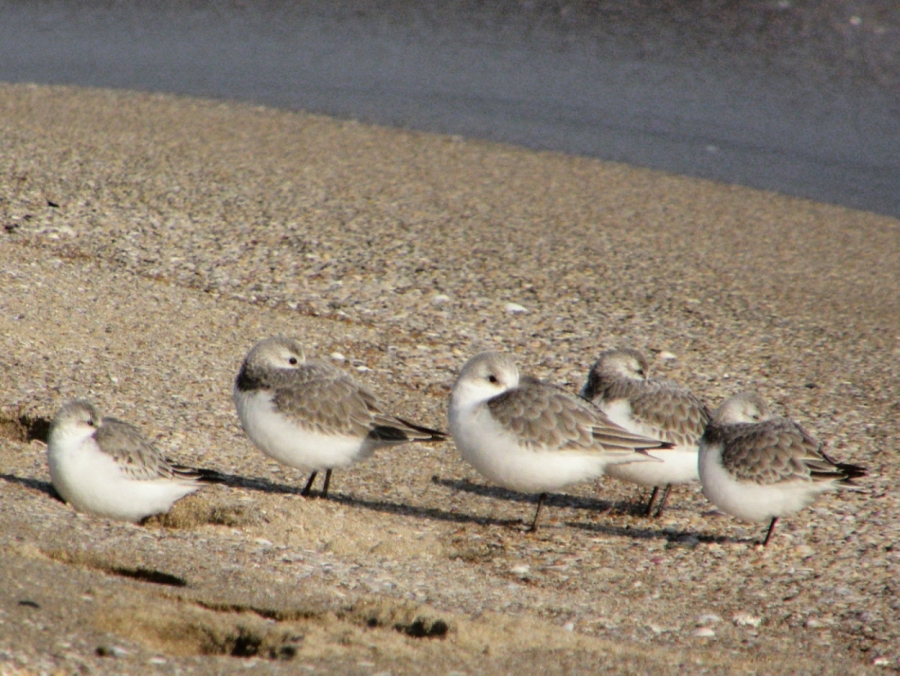 Ak Kumkuşu