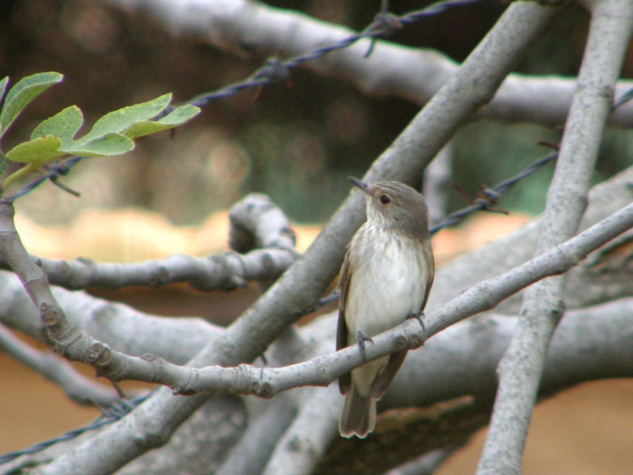 Benekli Sinekkapan