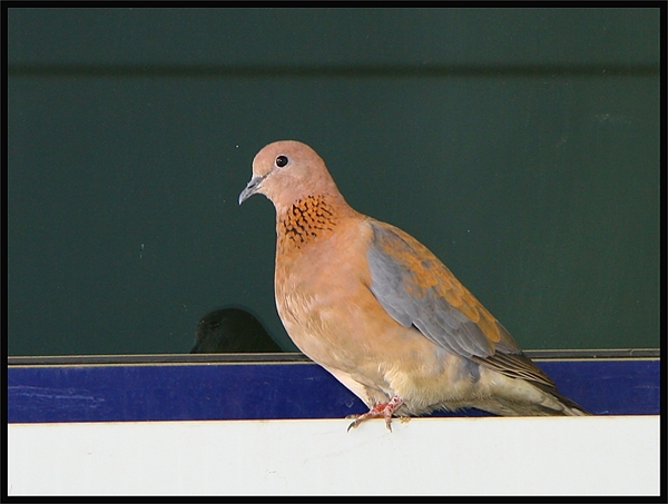 Laughing Dove