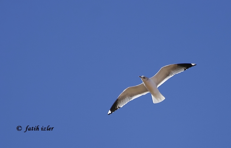 Common Gull