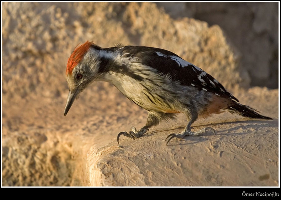 Middle Spotted Woodpecker