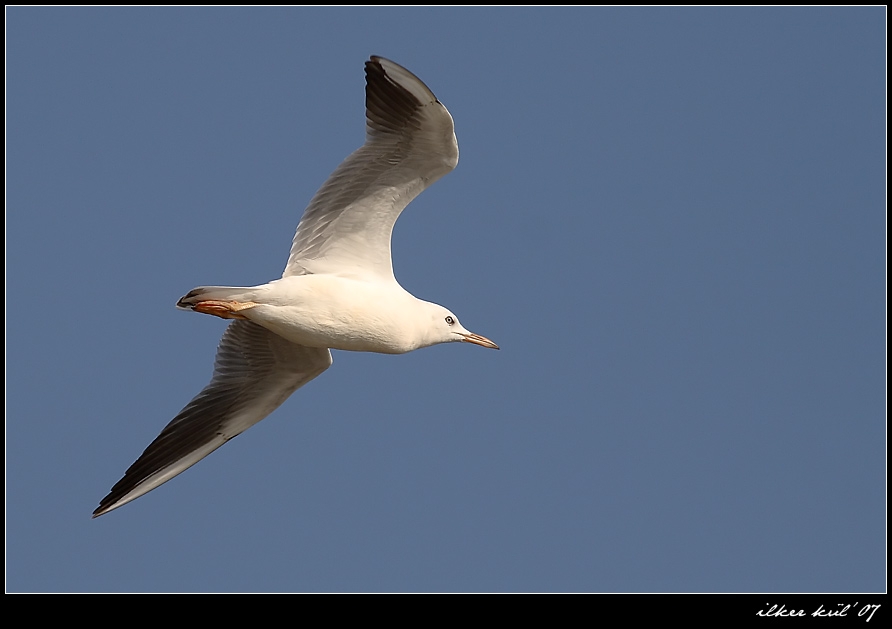 Slender-billed Gull