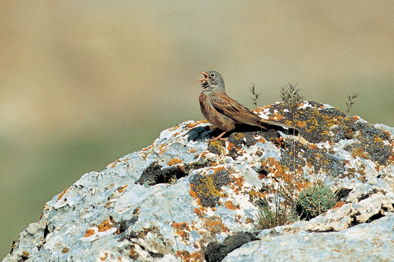 Doğu Kirazkuşu