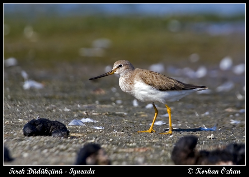 Terek Sandpiper